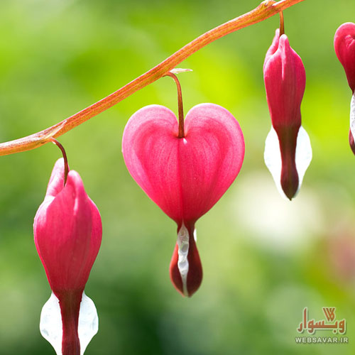  Bleeding heart
